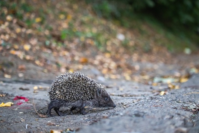 系统在亚特 系统在亚特