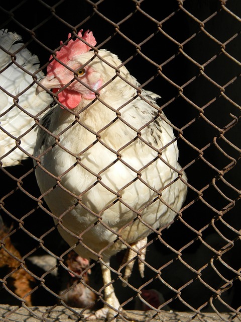 出战老东家 出战老东家